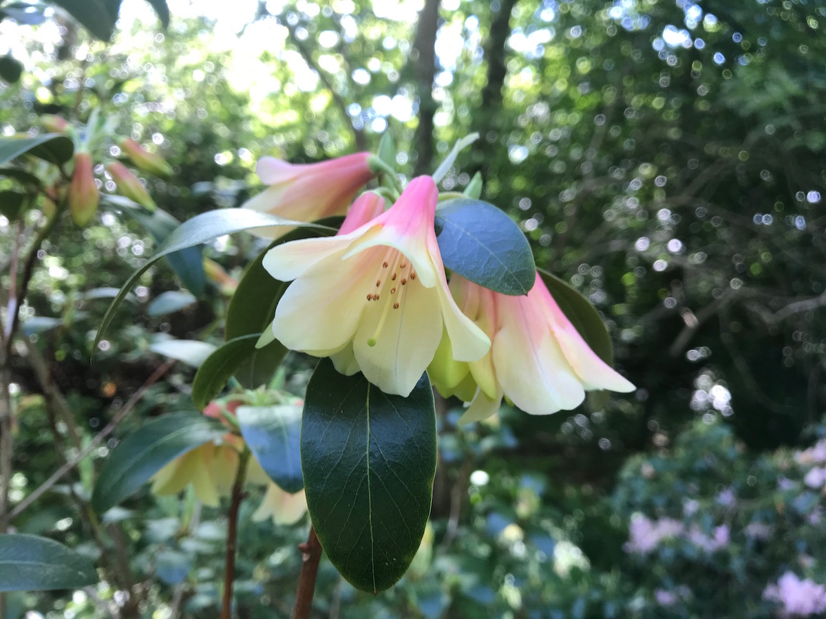 Crosswater Belle
